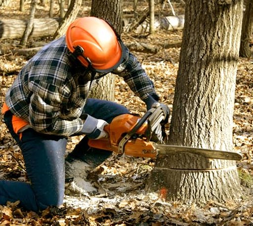 Tree Removal in Columbus, MS